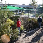 Viveros Aparecida dona 200 plantas