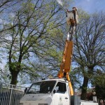 Los olmos del municipio reciben un tratamiento preventivo contra la grafiosis