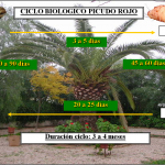 CICLOBIOLÓGICODELPICUDOROJO